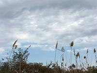  Cape May